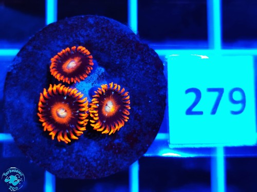 279 Zoanthus Tequila Sunrise- szczepka(3p)