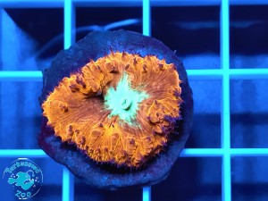 Blomus wellsi bicolor - szczepka   
