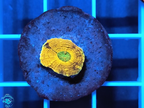 Acanthastrea Echinata multicolor