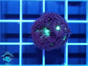 Blastomussa merletti multicolor