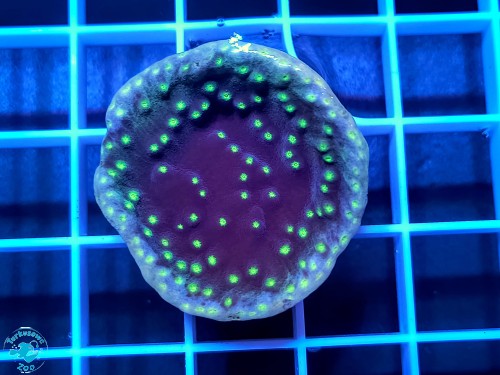 Turbinaria Reniformis