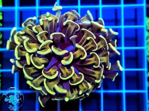 Euphyllia paraancora hammer Gold