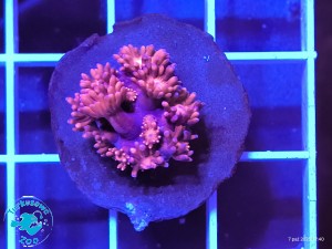 Goniopora Red Szczepka "S"
