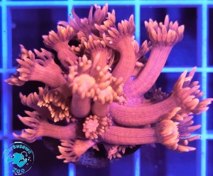 Goniopora Red Szczepka 