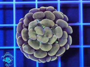 Euphyllia cristata orange