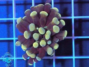 Euphyllia cristata orange purple