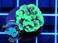 Euphyllia cristata green - 1 głowa