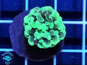 Euphyllia cristata green - 1 głowa