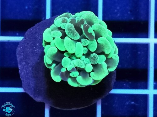 Euphyllia cristata green - 1 głowa