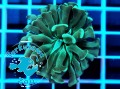 Euphyllia paraancora hammer metalic green - 1 głowa