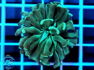 Euphyllia paraancora hammer metalic green - 1 głowa 