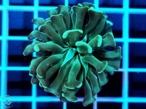 Euphyllia paraancora hammer metalic green - 1 głowa