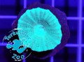 Caulastrea furcata mint