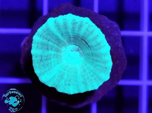 Caulastrea furcata mint 1 główka 