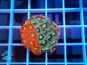 Favites bicolor- szczepka 