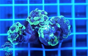 Euphyllia cristata green - 3 głowy 