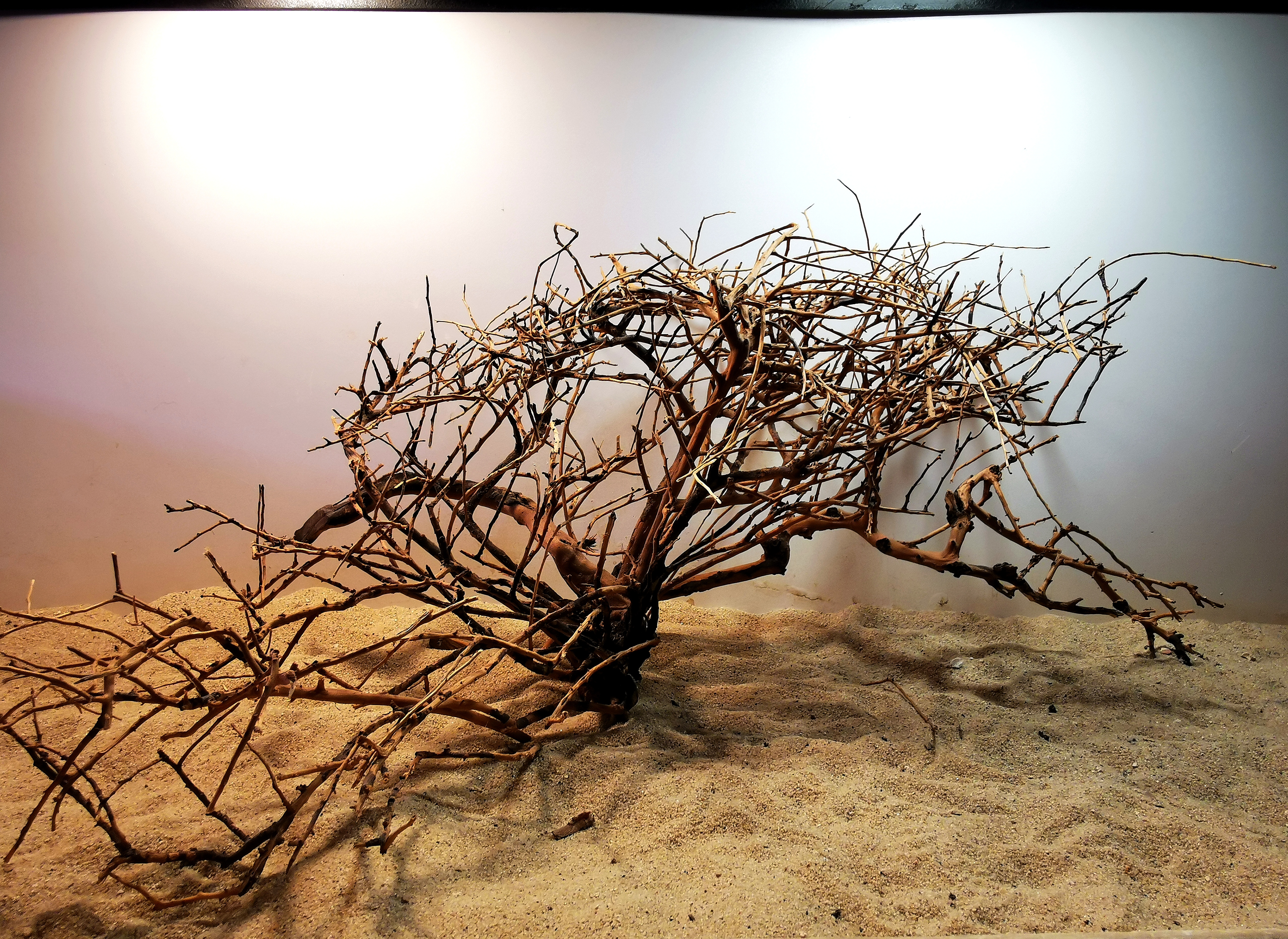 Brush wood